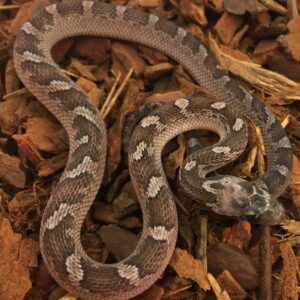 CB24 Pied Sided Pewter Corn Snake