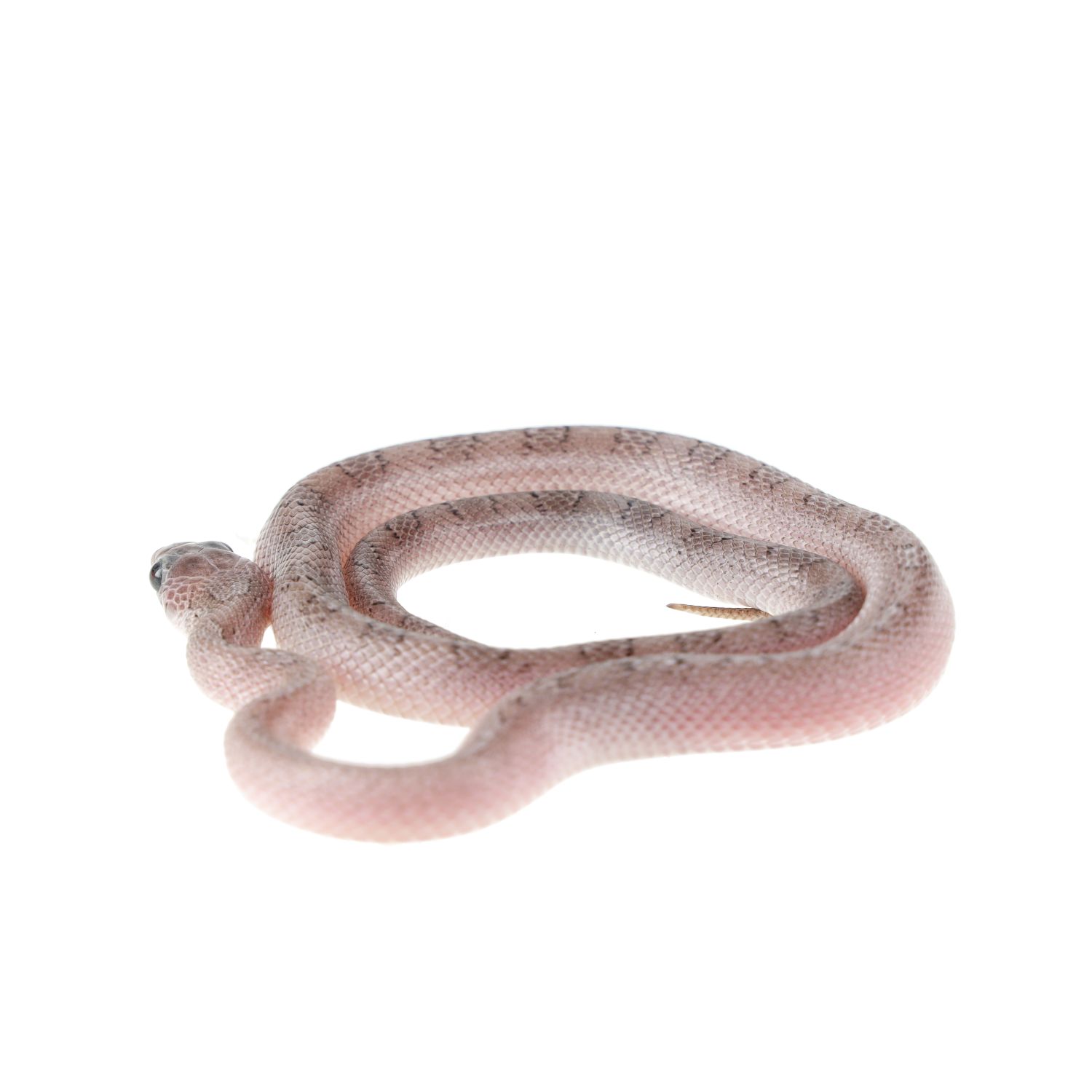 CB24 Pied Sided Pewter Corn Snake