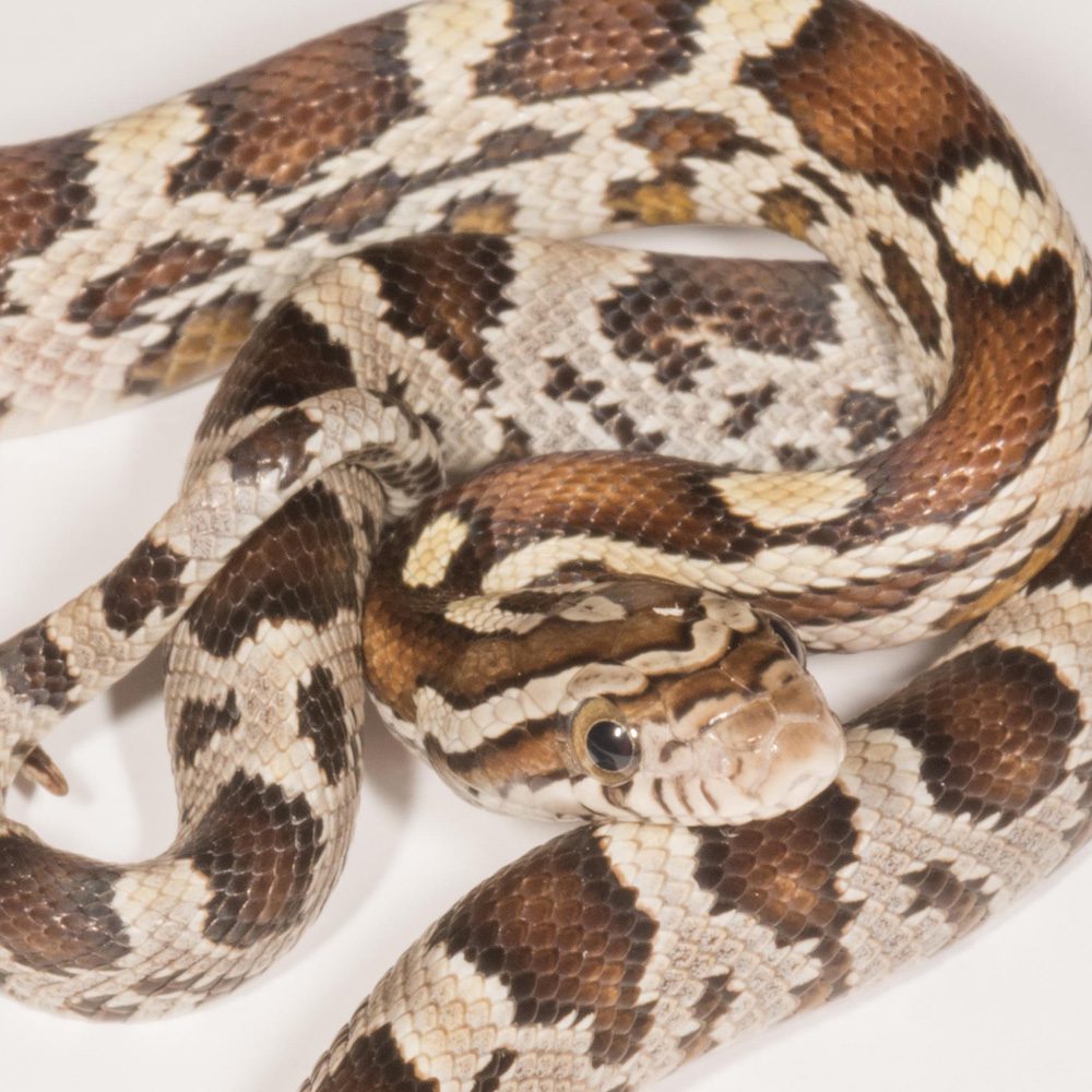 CB24 Caramel Corn Snake