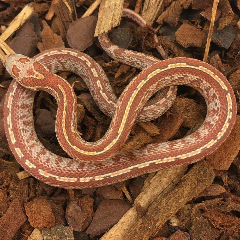 CB24 Hypo Bloodred Tessera Corn Snake