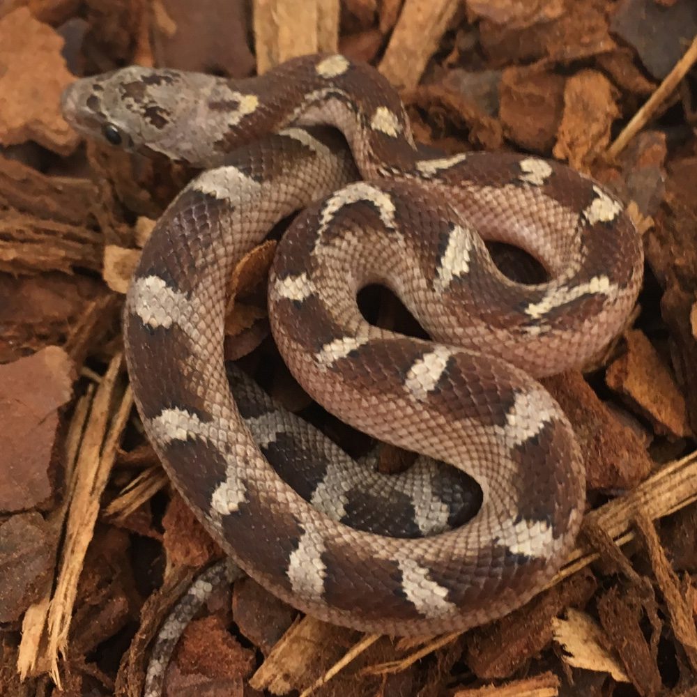 CB24 Pied Sided Caramel Corn Snake