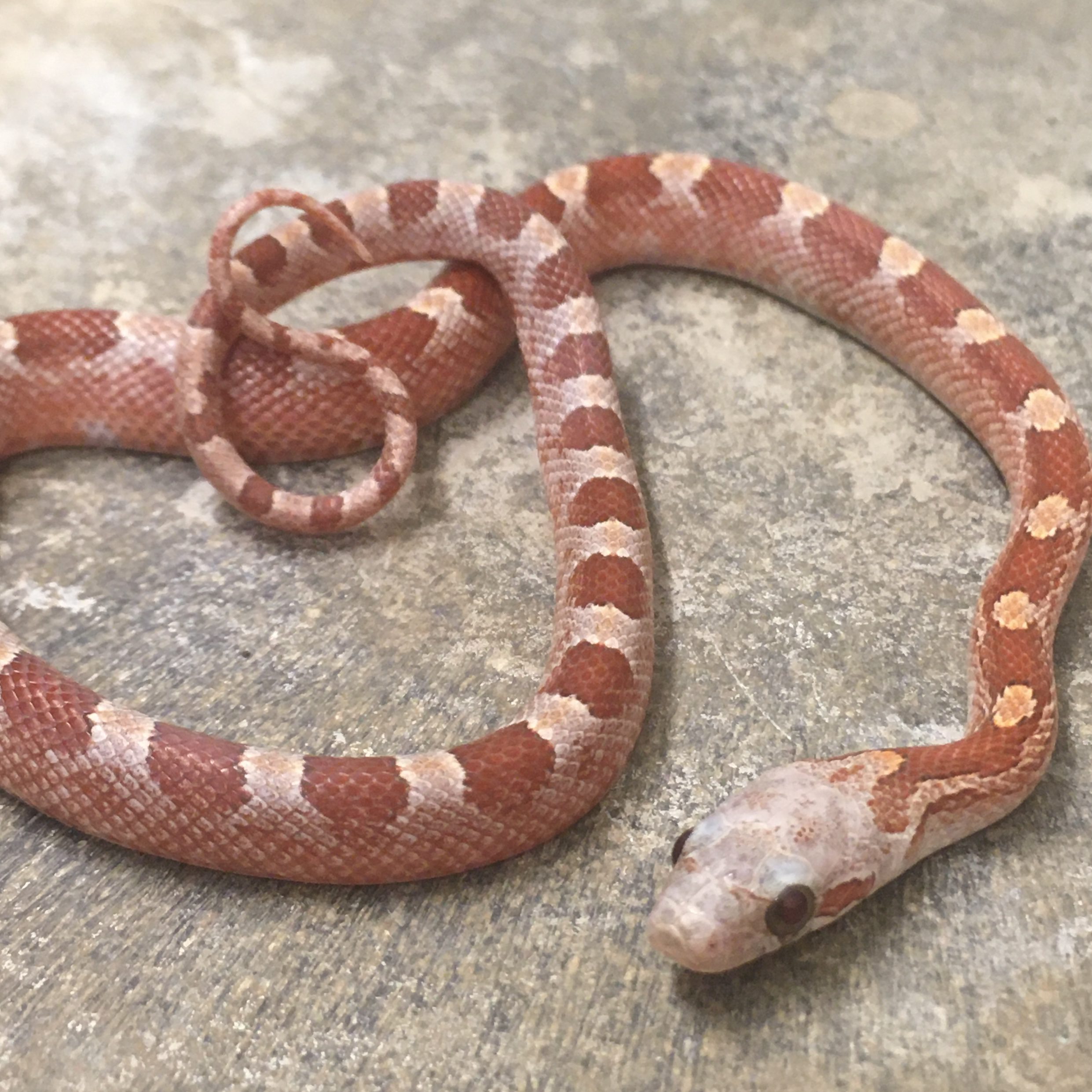 CB21 Pied Sided Hypo Corn Snake