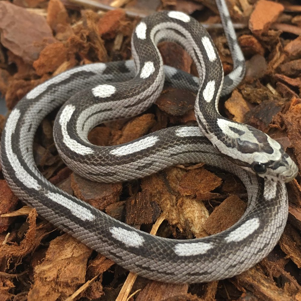 CB24 Anery Motley Corn Snake