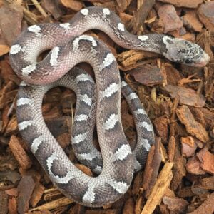 CB21 Pied Sided Granite Corn Snake