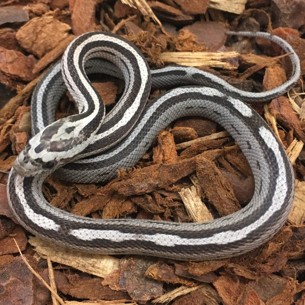 CB24 Anery Motley Stripe Corn Snake