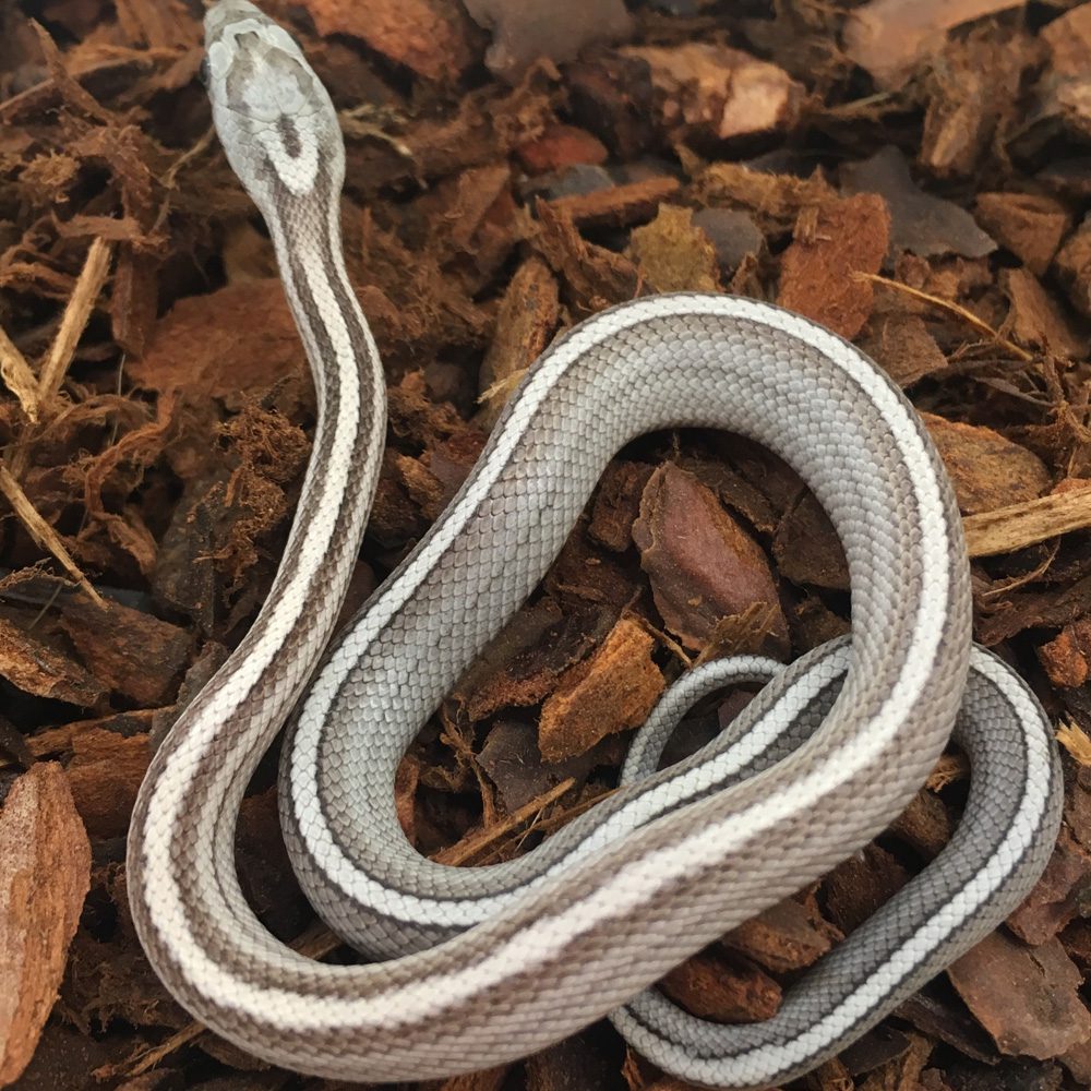 CB24 Anery Stripe Corn Snake