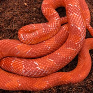 CB24 Amel Bloodred Corn Snake