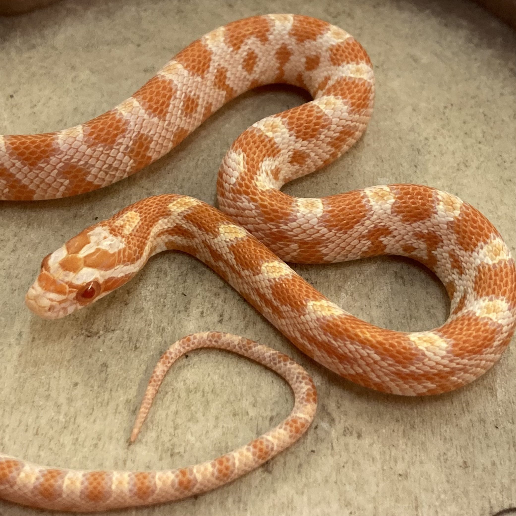 CB22 Creamsicle Corn Snake