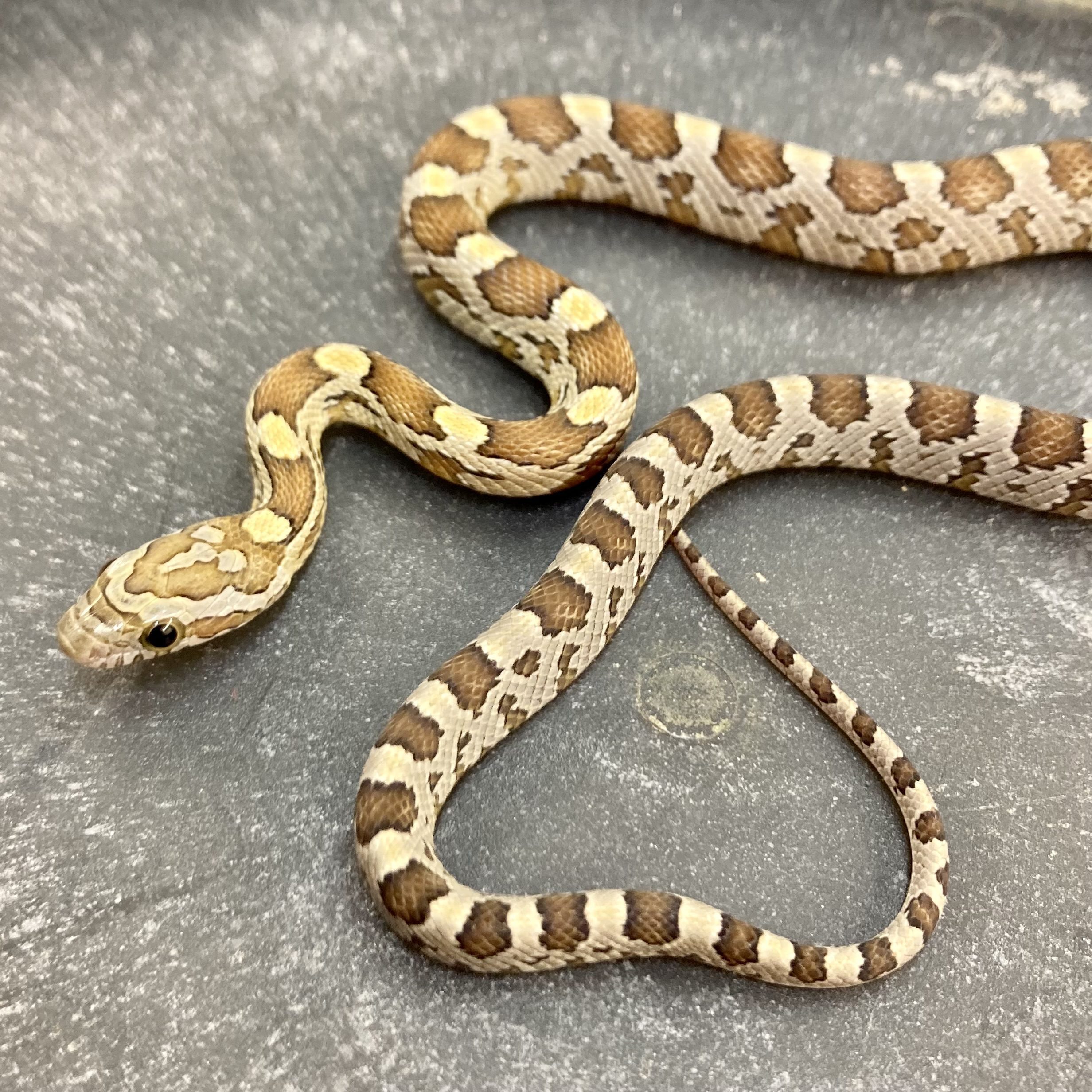 CB22 Caramel Rootbeer Corn Snake
