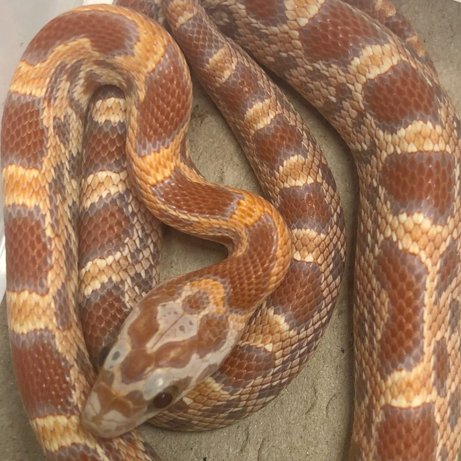 CB22 Sunkissed Ultramel Corn Snake