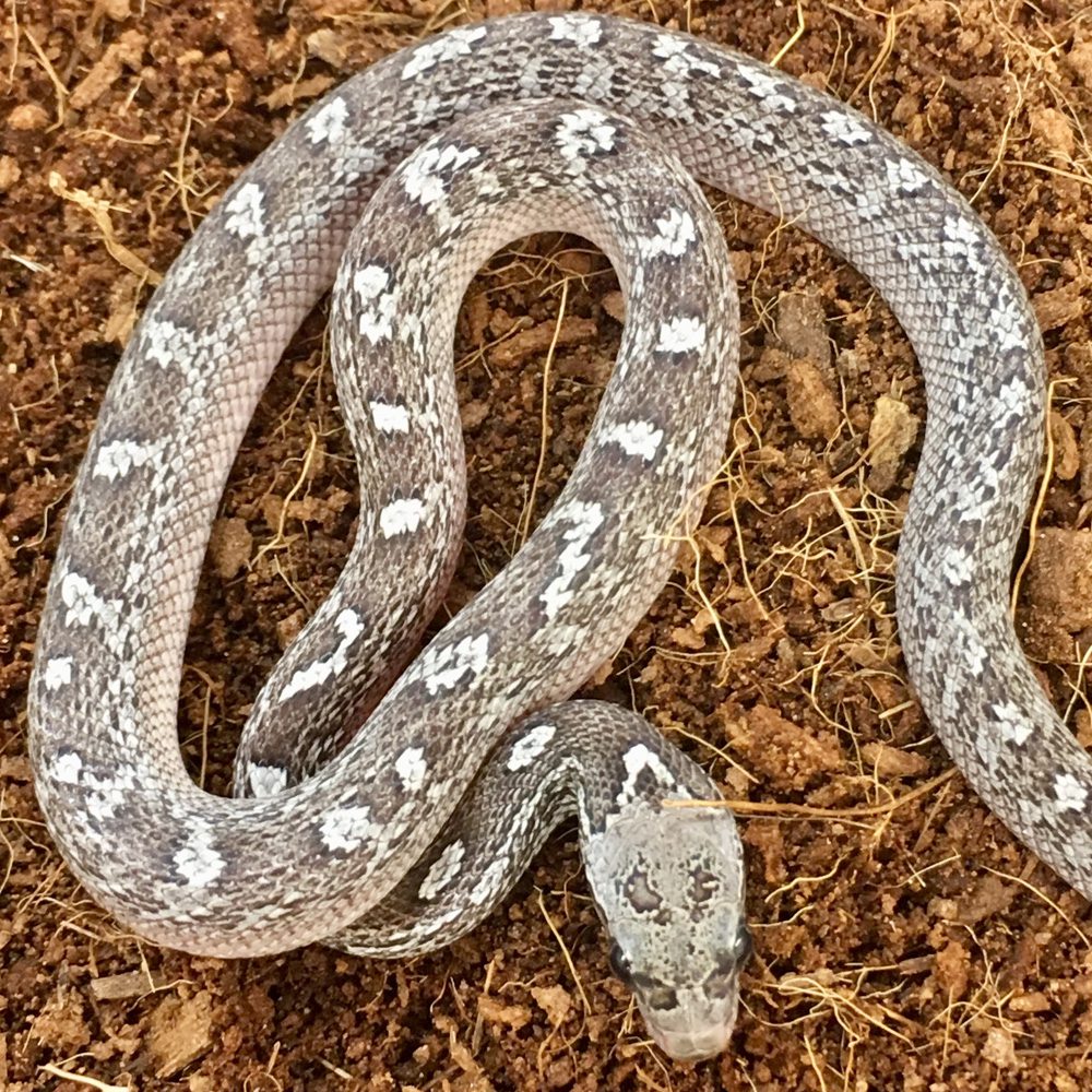 CB24 Granite Tessera Corn Snake