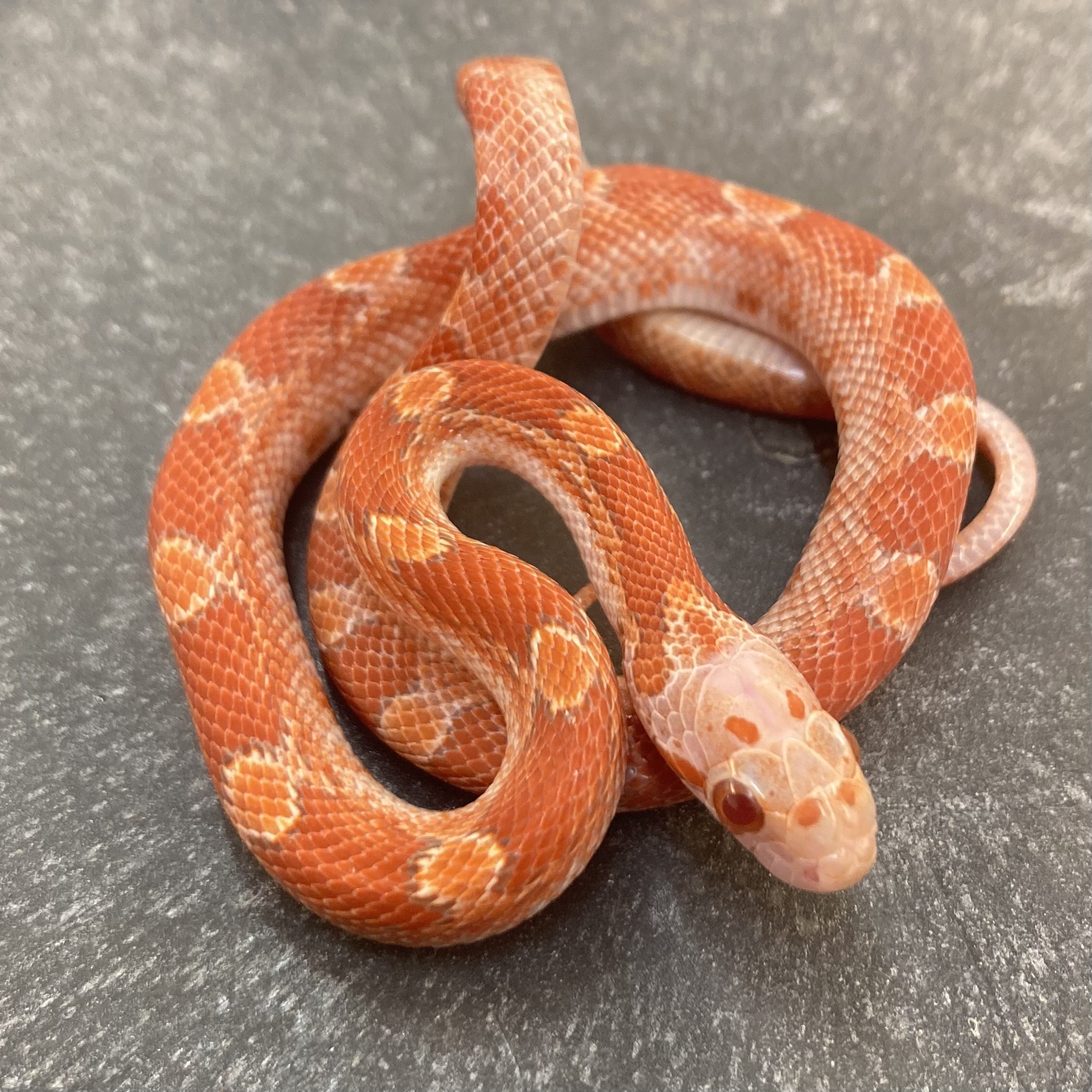 CB22 Pied Sided Ultramel Bloodred Corn Snake