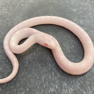 CB22 Charcoal Snow Bloodred Corn Snake