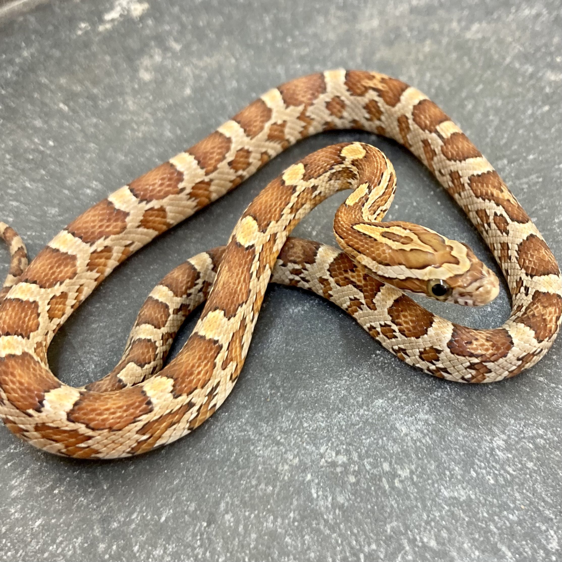 CB22 Rootbeer Het Amel Emoryi Corn Snake