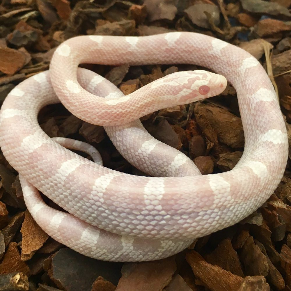 CB24 Avalanche Corn Snake