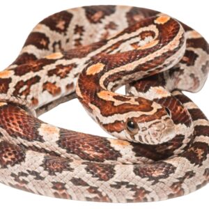 CB25 Normal Corn Snake