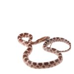 CB25 Normal Corn Snake