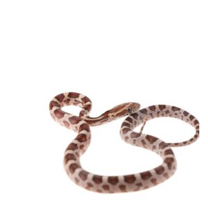 CB25 Normal Corn Snake