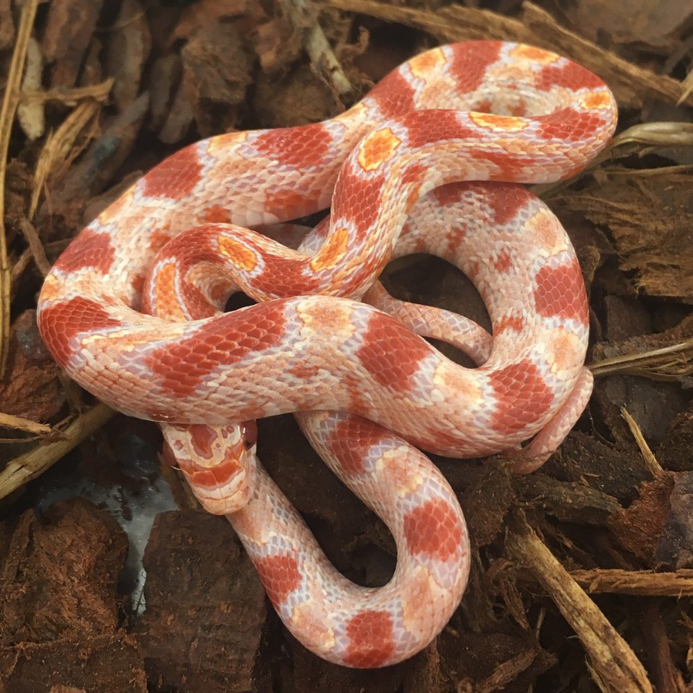 CB24 Reverse Okeetee Corn Snake