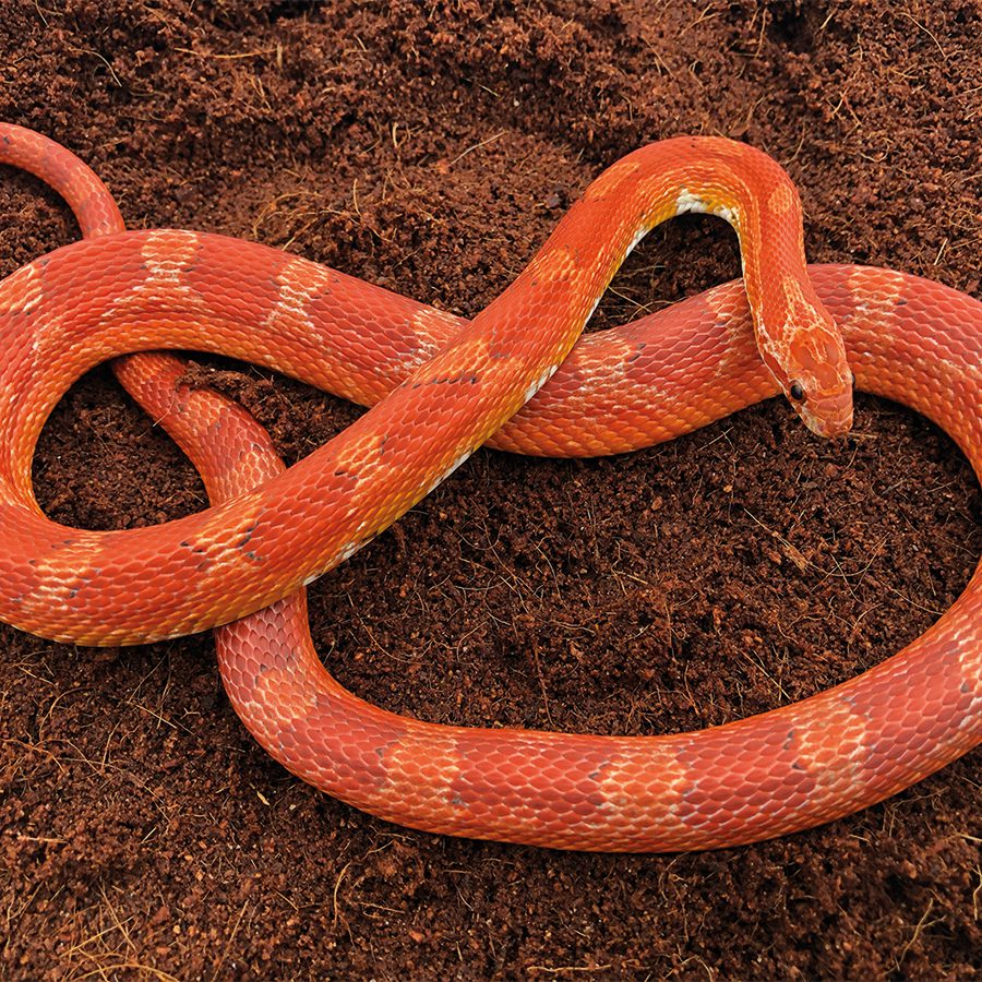 CB25 Blood Red Corn Snake
