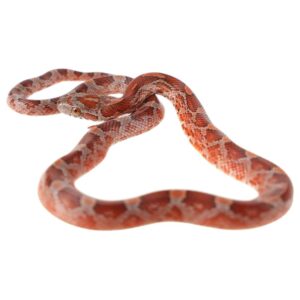 CB25 Blood Red Corn Snake