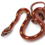 CB25 Motley Corn Snake