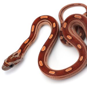 CB25 Motley Corn Snake