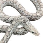 CB25 Cinder Corn Snake