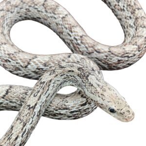 CB25 Cinder Corn Snake