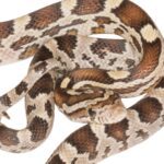 CB25 Caramel Corn Snake