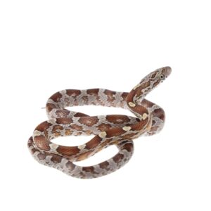 CB25 Caramel Corn Snake