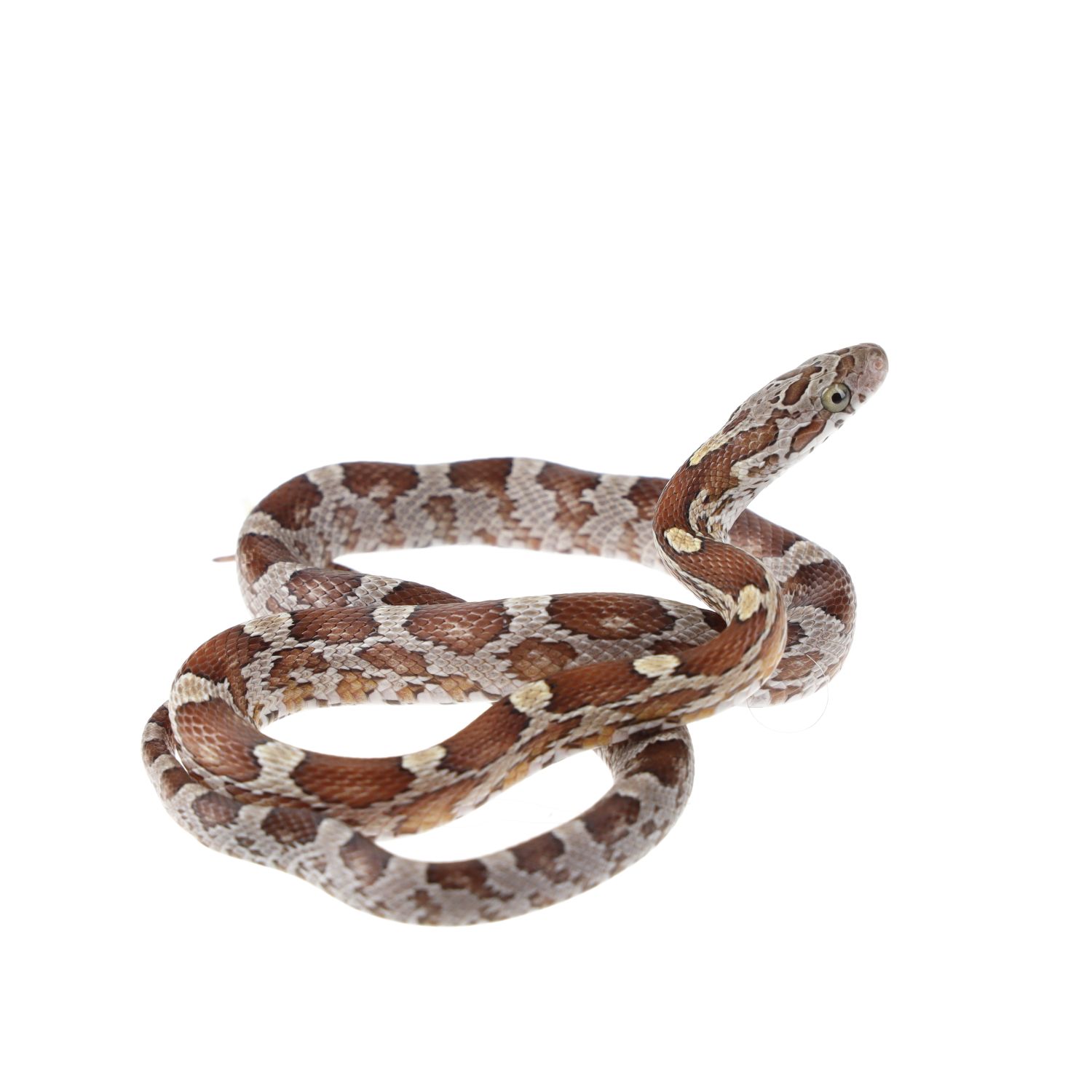 CB25 Caramel Corn Snake