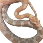 CB25 Mandarin Corn Snake