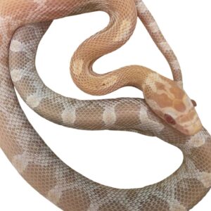 CB25 Mandarin Corn Snake