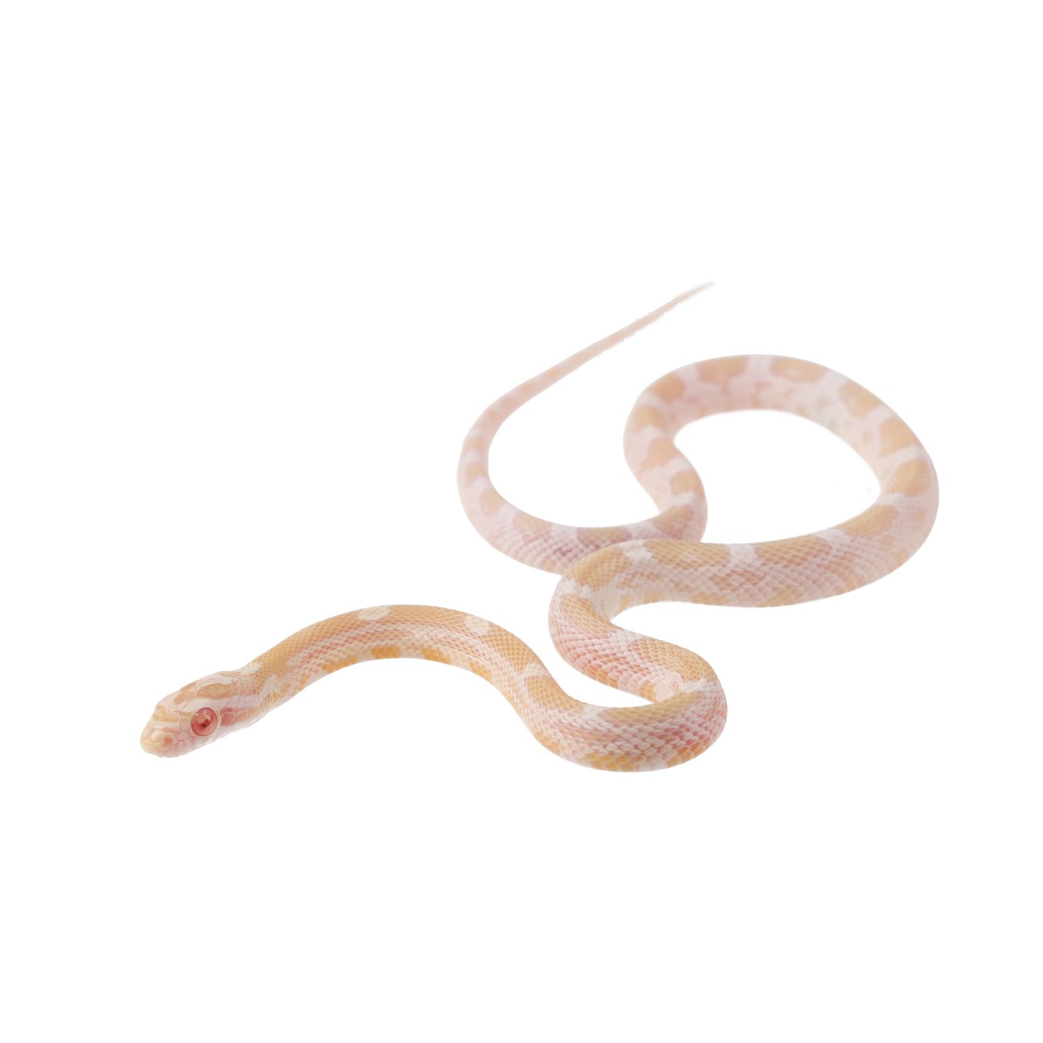 CB25 Mandarin Corn Snake