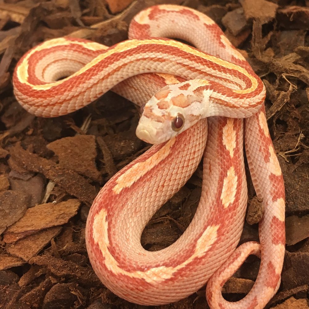 CB24 Ultra Motley Stripe Corn Snake