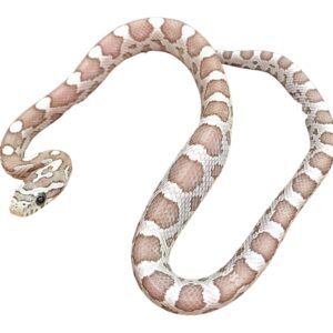 CB25 Ghost Corn Snake