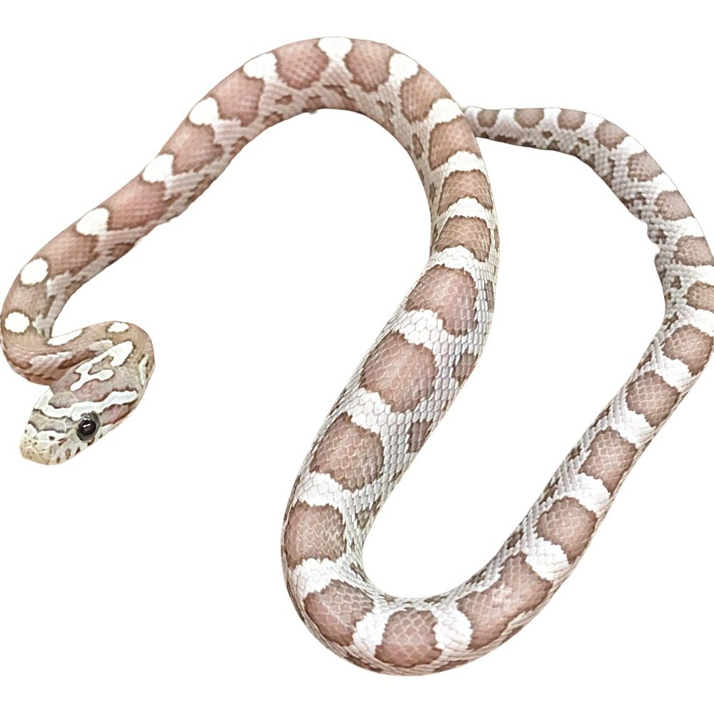 CB25 Ghost Corn Snake