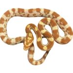CB25 Butter Corn Snake