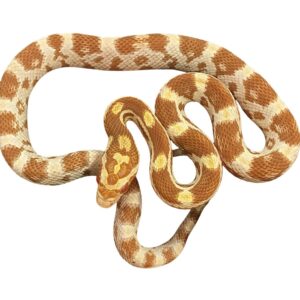CB25 Butter Corn Snake