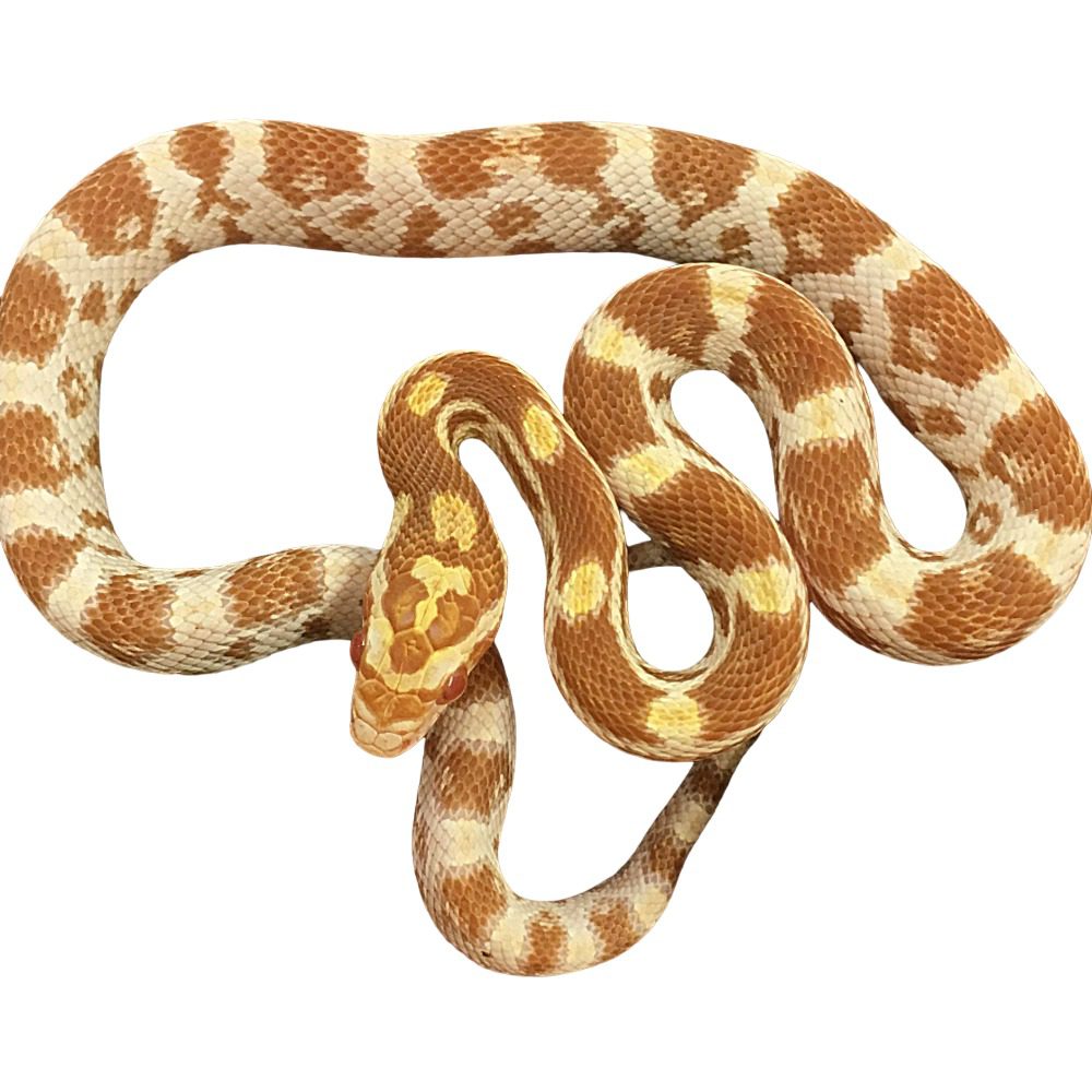 CB25 Butter Corn Snake