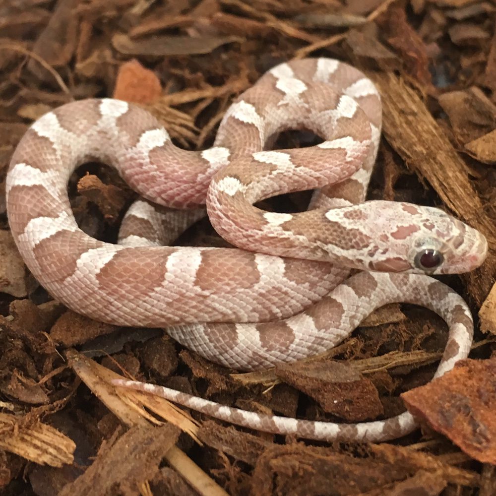 CB24 Hypo Granite Corn Snake