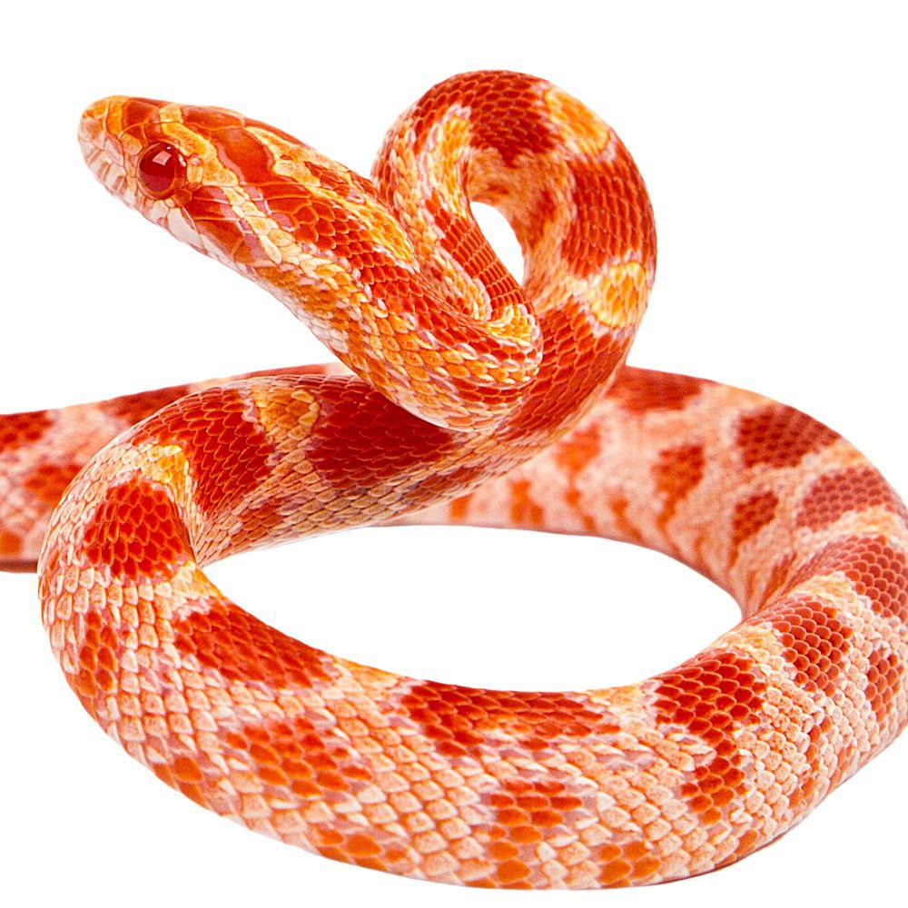 CB25 Amel Corn Snake
