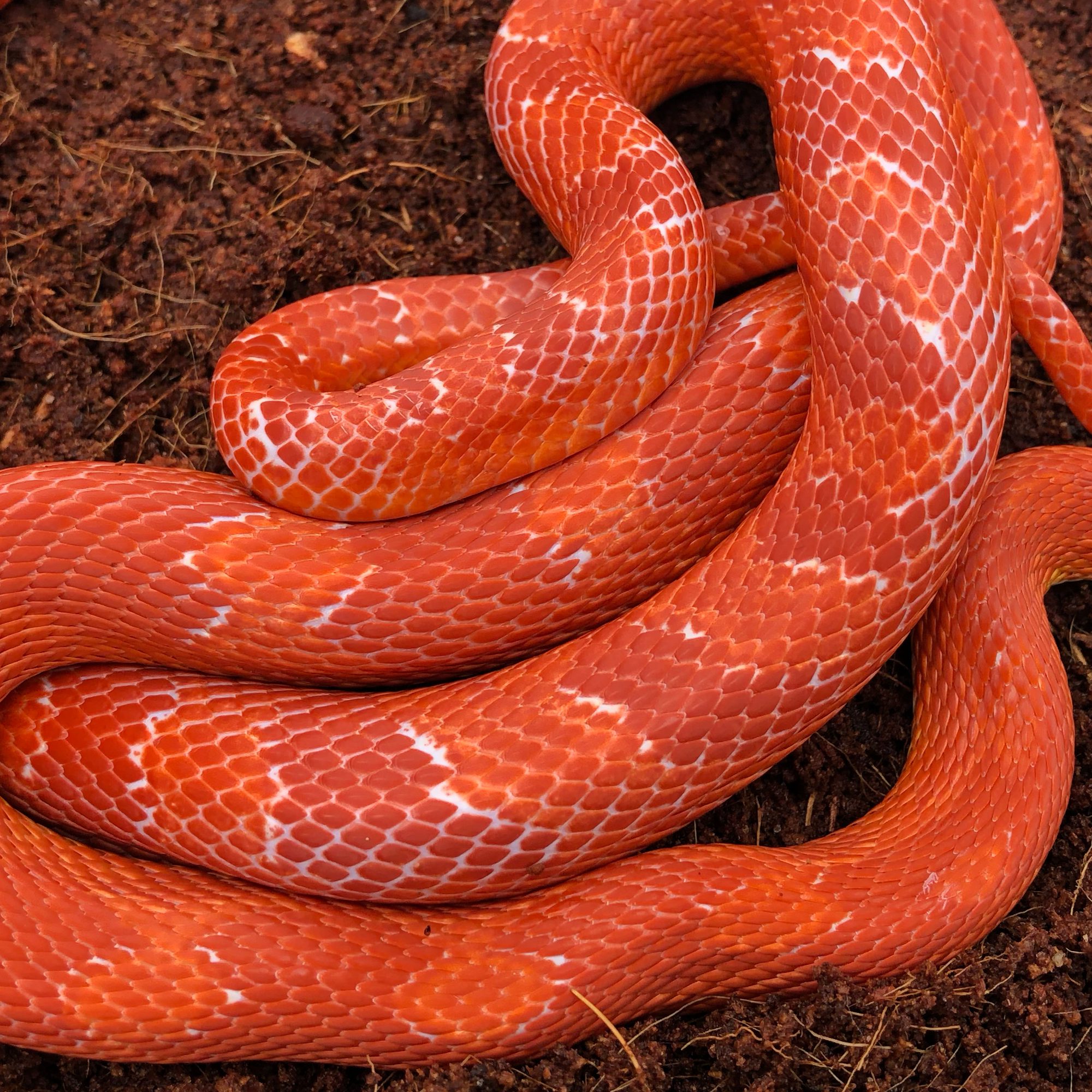 CB25 Fire Corn Snake