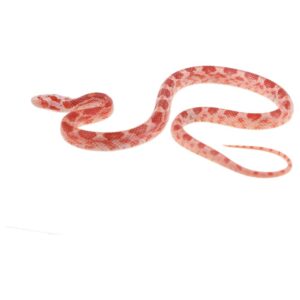 CB25 Fire Corn Snake
