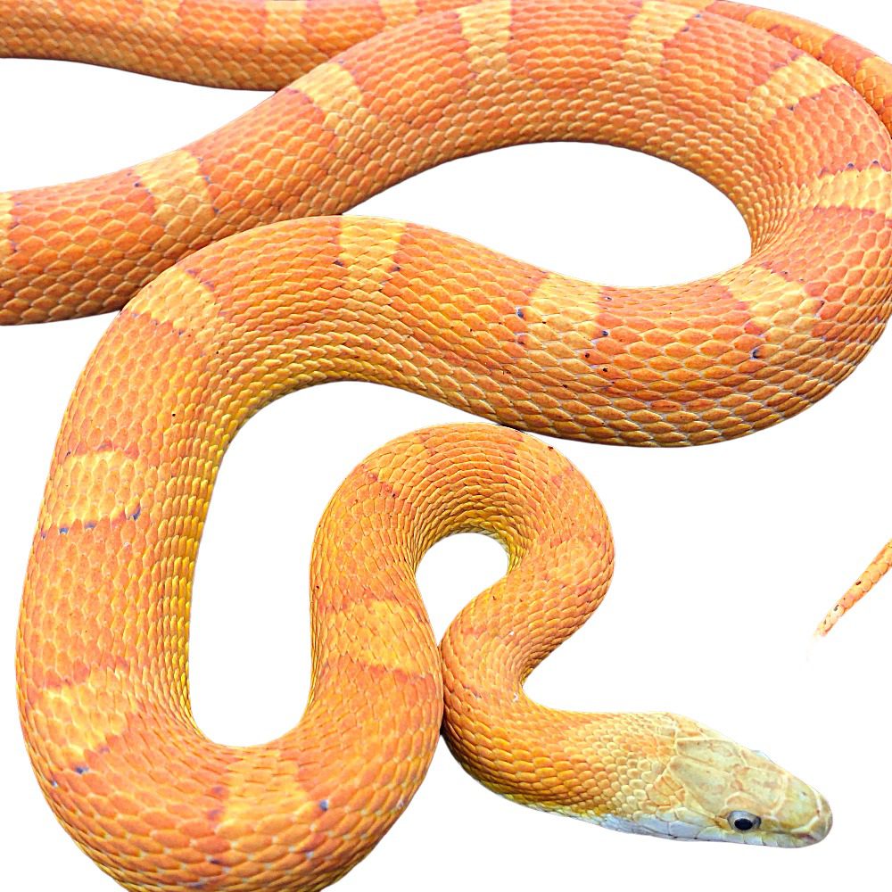 CB25 Sunkissed Corn Snake