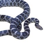 CB25 Anery Corn Snake