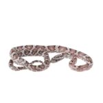 CB25 Anery Corn Snake