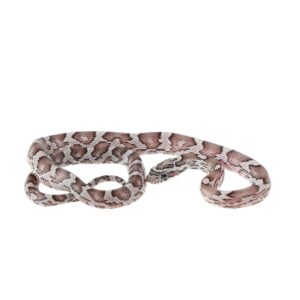 CB25 Anery Corn Snake