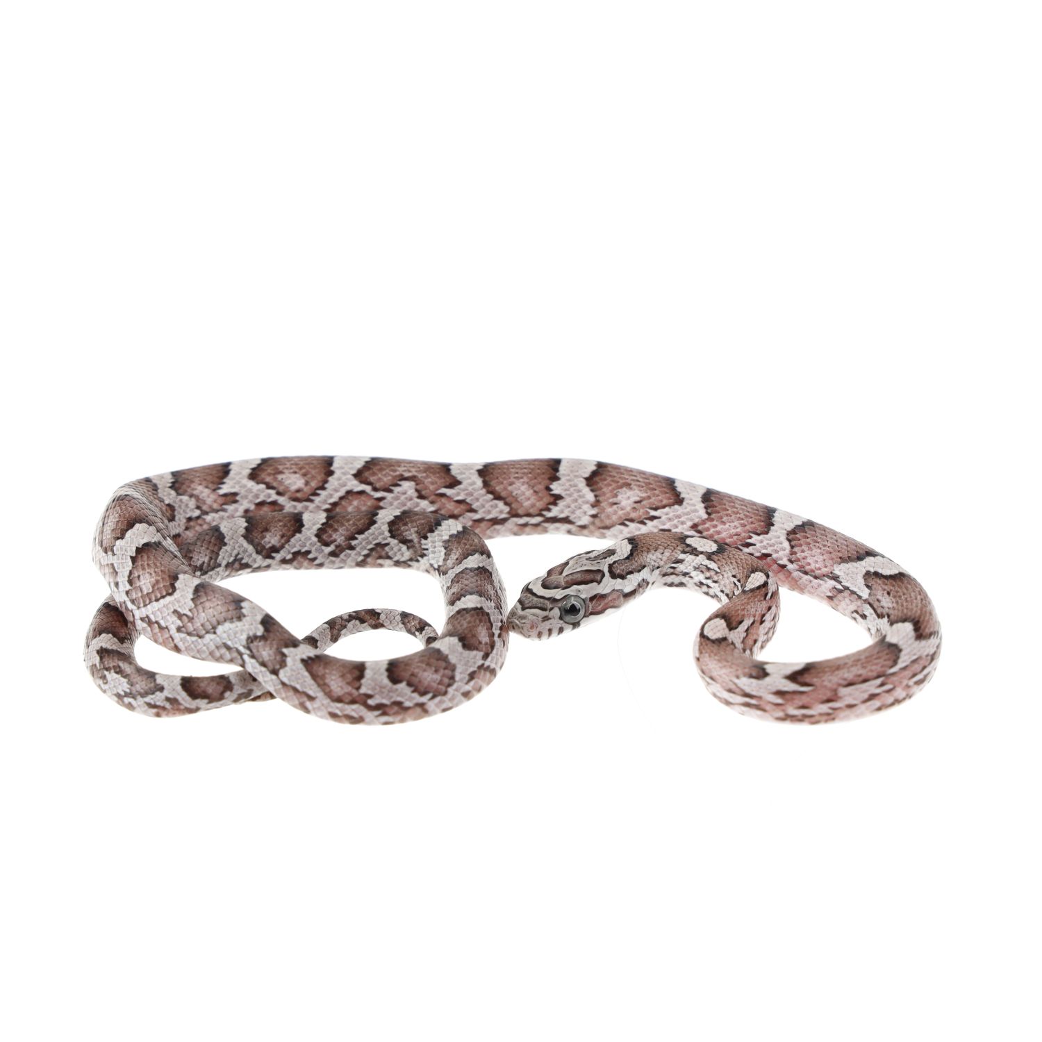 CB25 Anery Corn Snake